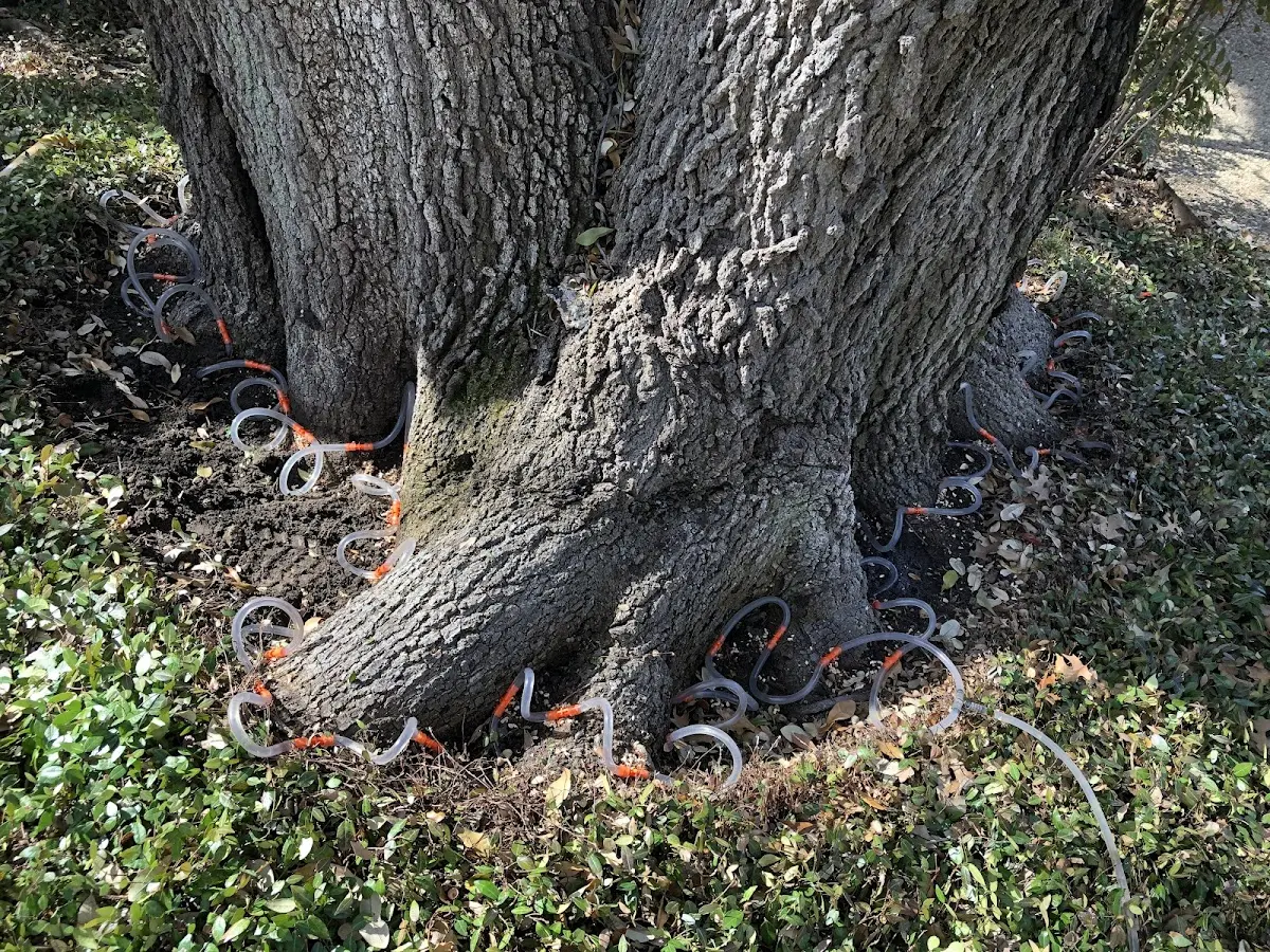Detailed Tree Cabling and Bracing job site in Tishomingo