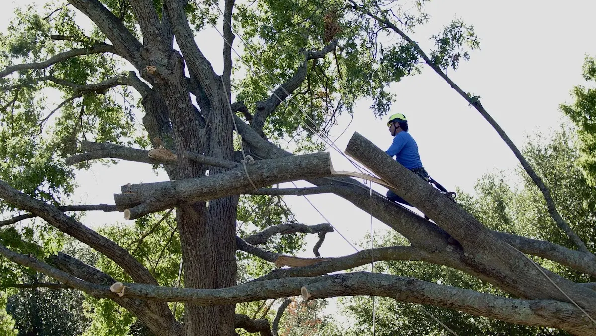 Professional Hazardous Tree Removal performed by certified arborists in Tishomingo